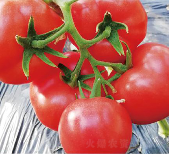 漢姆1377-番茄種子-和潤農業