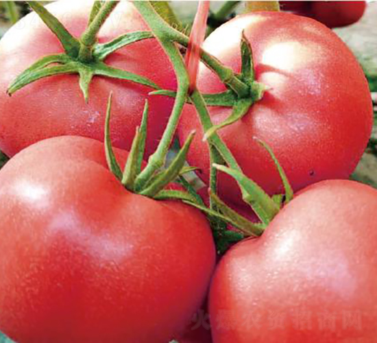 漢姆1319-番茄種子-和潤農業