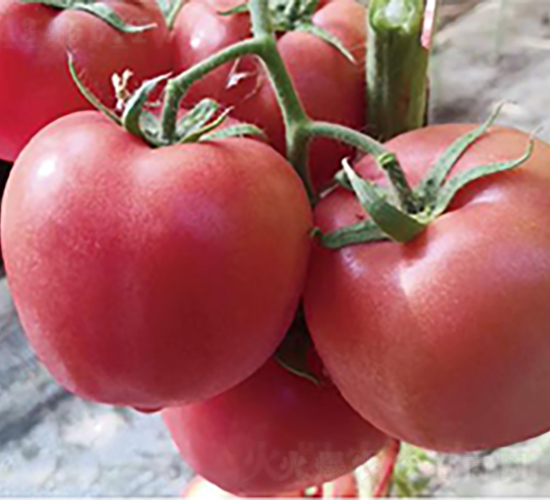 漢姆1157-番茄種子-和潤農業