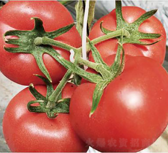 漢姆075-番茄種子-和潤農業