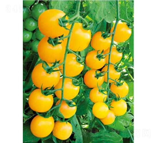1502-番茄種子-和潤農(nóng)業(yè)