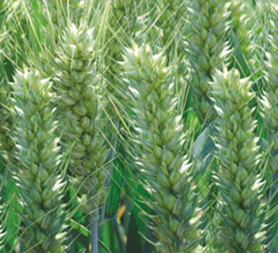 ����32-���N�I