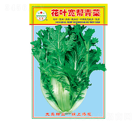 青菜種子-花葉寬幫青菜-太樂種業