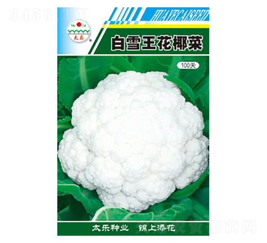 白花椰菜種子-白雪王花椰菜100天-太樂種業