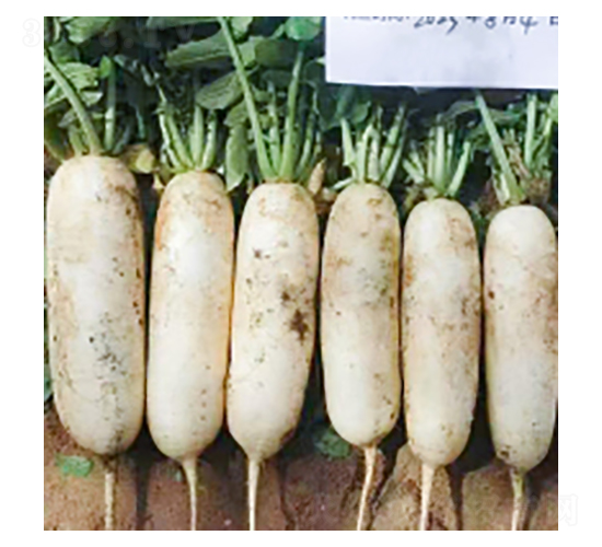 蘿ト種子-灜根313-華瀛種業