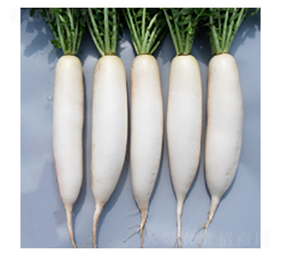 蘿ト種子-灜根323-華瀛種業