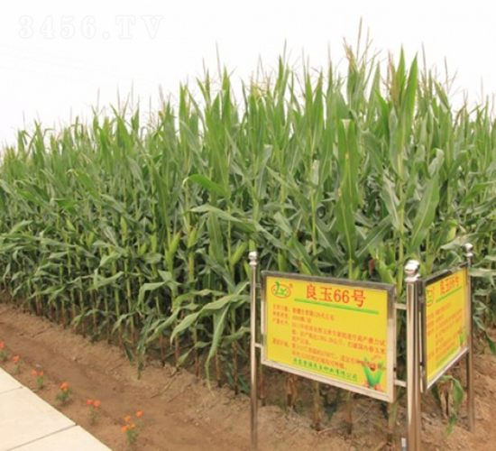 良玉66-玉米種子-登海良玉種業