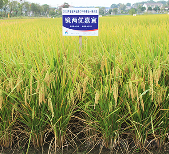 鏡兩優嘉宜-水稻種子-金健種業
