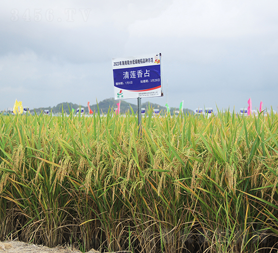 清蓮香占-水稻種子-金健種業
