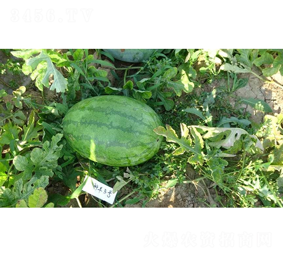 科豐3號-西瓜種子-秦豐種業