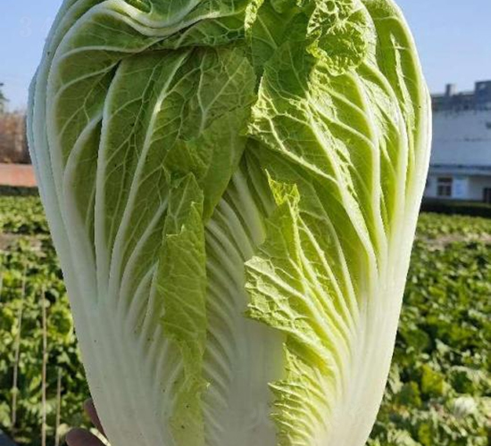 秦白四號-白菜種子-秦豐種業