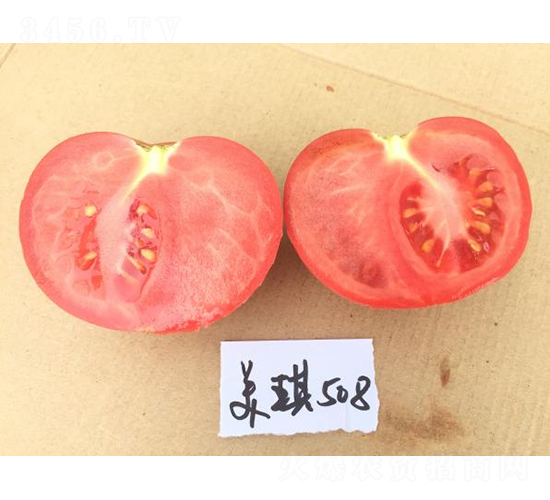 高科美琪508-番茄種子-秦豐種業