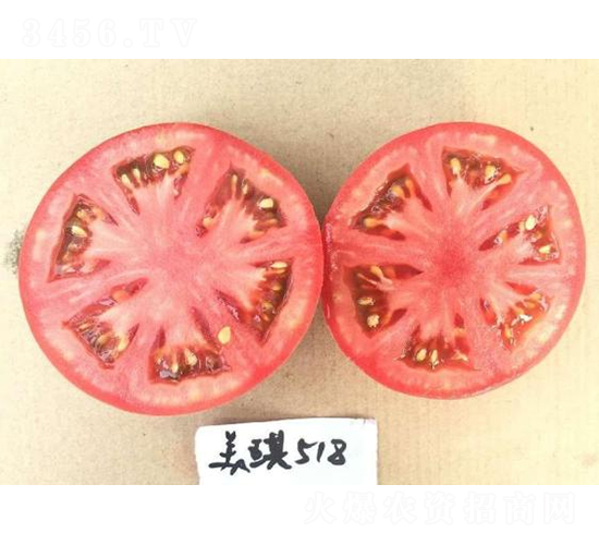 高科美琪518-番茄種子-秦豐種業