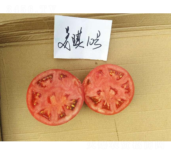 高科美琪10號-番茄種子-秦豐種業