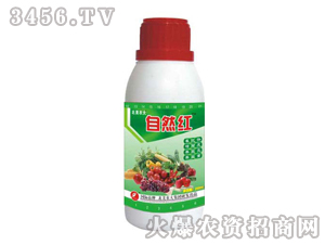 ��Ȼ�t��ֲ���{������-�����r��