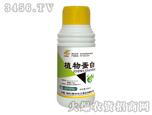 ֲ�ﵰ�ף��{������-�������