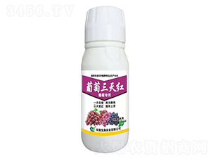 ��������t-���䌍�I