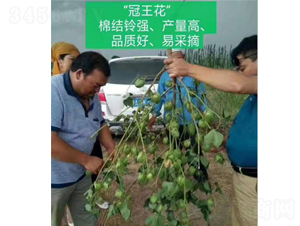 �������Y�Ч���D-���SԪ