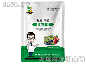 �L(zh��ng)֦ľù΢�������-��Ϣ���-��������