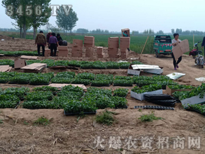 2020年楸樹訂單回收項目10