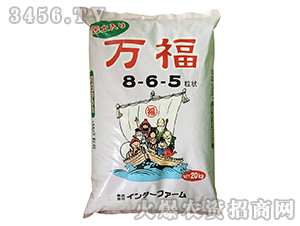 ���ڷ���8-6-5-�˸���