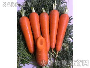 ���t1̖-���}���N��-��ʥ��