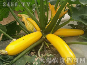 ��ɫ�����J�N��-��ʥ��