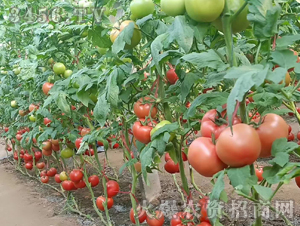 粉寶-西紅柿種子-禾圣瑞