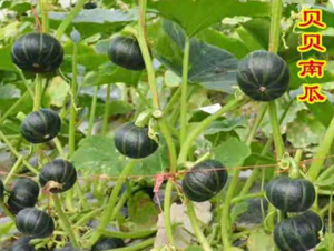 貝貝南瓜-南瓜種子-禾圣瑞