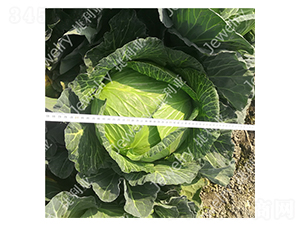 捷甘15226-甘藍種子-捷利亞