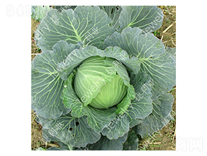 捷甘14669-甘藍種子-捷利亞