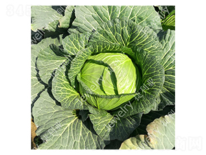 �ݸ�14622-���{�N��-������