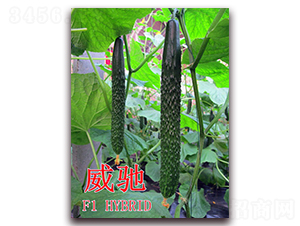 ���Y-�S�ϷN��-��ʢ�r�I(y��)