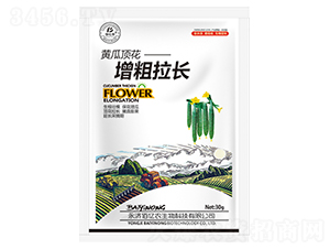 黃瓜頂花增粗拉長(zhǎng)-佰億農(nóng)生物