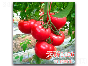 天驕5466-番茄種子-冠盛農業