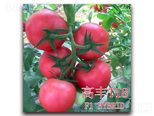 高豐T18-番茄種子-冠盛農業