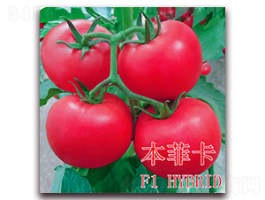 ���ƿ�-���ѷN��-��ʢ�r�I