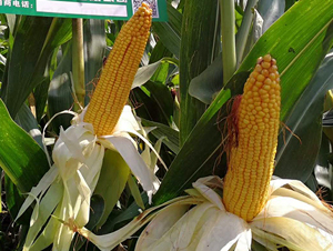 �|��1775-���׷N��-�|��