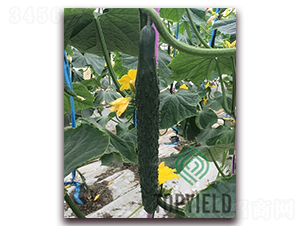 �S�l1̖-�S�ϷN��-�S�ǷN�I(y��)