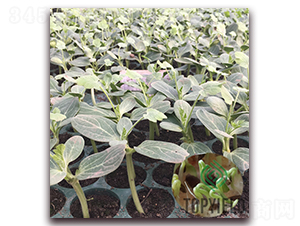 ���3̖-��ľ�N��-�S�ǷN�I