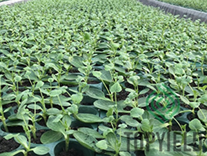 ˼��7̖-��ľ�N��-�S�ǷN�I