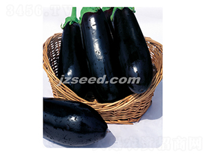 莊吳龍珠-茄子種子-現代種業