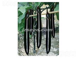 莊吳龍勝-茄子種子-現代種業