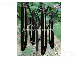 莊吳龍劍-茄子種子-現代種業