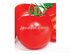 澳優紅帥-番茄種子-現代種業
