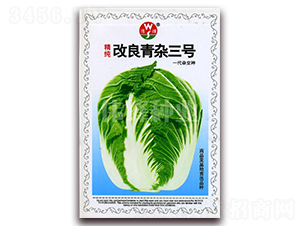 精純改良青雜三號-白菜種子-偉峰種業(yè)