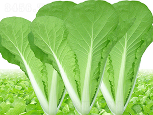 ����-�ײ˷N��-���߷N��