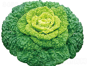 ����1̖-�ײ˷N��-���߷N��