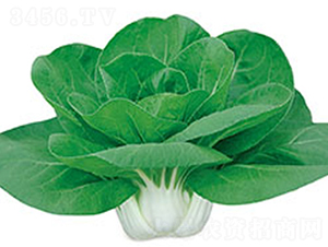 �����`818-�ײ˷N��-���߷N��