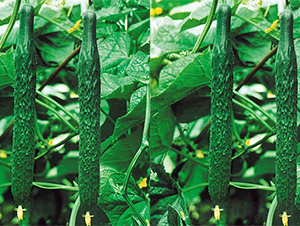 �Ͽ�5̖-�S�ϷN��-���߷N��